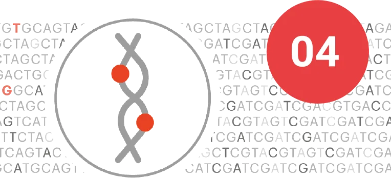 DNR variacijų, vadinamų SNP, aptikimas padeda suprasti konkrečias jūsų metabolizmo charakteristikas. Visi Fagron testuojami SNP yra moksliškai patvirtinti pasauliniais tyrimais.